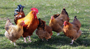 תרנגולות בלול חופש
